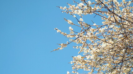natural white plum blossom for background