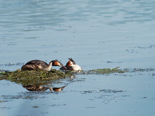Haubentaucher, Podiceps cristatus, am Nest