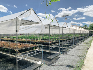 Roof trusses in an organically grown hydroponics vegetable farm.