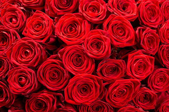 Large group of dark red roses close up.