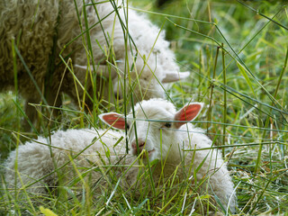 Schafslamm im Gras