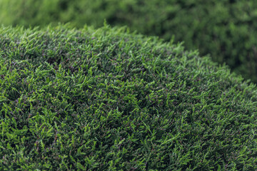 Close-up of a bright green bush and a huge number of small leaves, neatly trimmed. Hedge