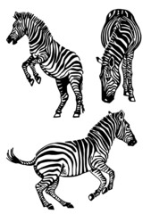 Fototapeta na wymiar Vector collection of zebras on white, graphical elements of zebra. Abstract stripy animals