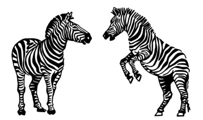 Vector collection of zebras on white, graphical elements of zebra. Abstract stripy animals
