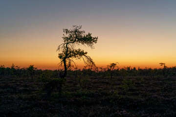 Obraz premium NSG „Schwarzes Moor