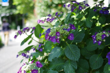 紫陽花
