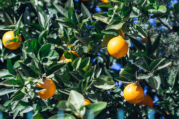 close-up of a beautiful orange tree with orange large round oranges with raindrops surrounded by many bright green leaves, soft focus