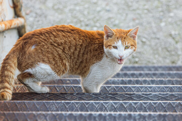 Portrait of a cute red and white meowing cat  on the street