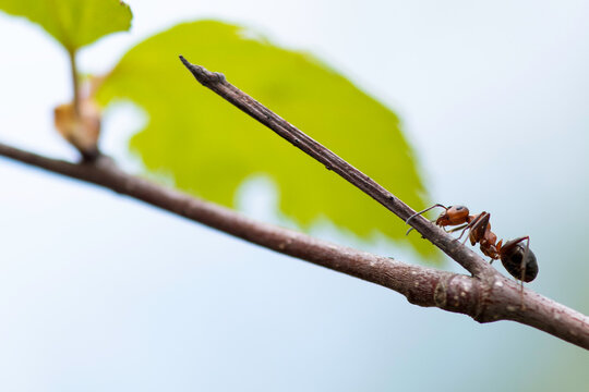 buds on a branch