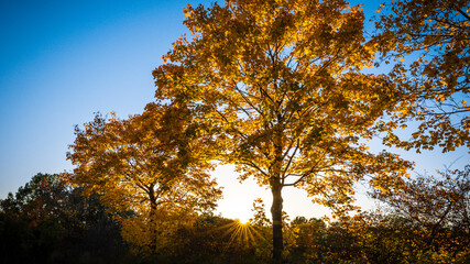Fototapeta premium Baum im Herbst