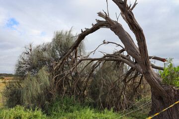windswept tree in park