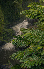 Trail to sacred waterfalls in the valley at hana, Maui, Hawai