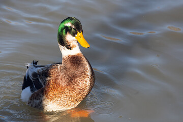 Close-up portrait of a  green duck  on a  river on a warm summer day
