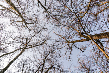 foresta