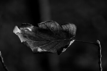 foglia in bianco e nero