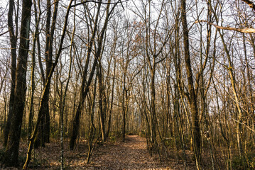 Obraz premium foresta