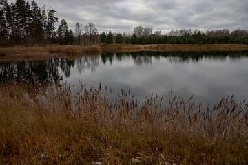 calm pond with reeds, forest with reflection on distant shore