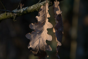 autunno