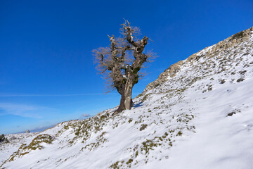 Gall oaks or mountain oaks (Quercus Faginea) in the Sierra de las Nieves National Park in Malaga....