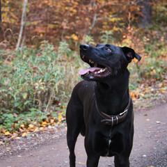 Black Labrador retriever looking up with his tongue sticking out of his mouth on a walking path in the Palatinate forest of Germany.