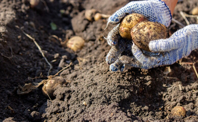 Organic vegetables. Farmers hands with freshly harvested vegetables. Fresh bio potatoes