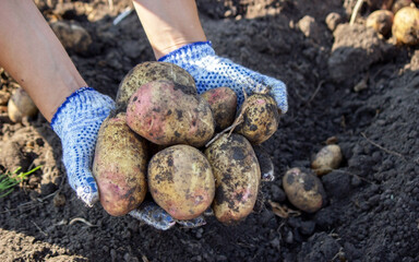 Organic vegetables. Farmers hands with freshly harvested vegetables. Fresh bio potatoes