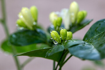 Close-up dew drops in orange jasmine flower after rainy day. Freshness natural flower and leaves background.