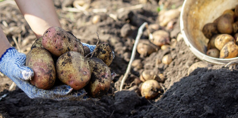 Organic vegetables. Farmers hands with freshly harvested vegetables. Fresh bio potatoes