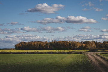 green agricultural field, dirt road, forest ahead, blue sky with fluffy clouds