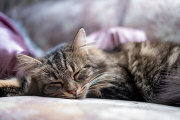 Sleeping domestic cat - 481966413