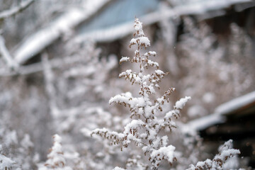 Snowy winter plants - 481966482