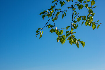 leaves against blue sky