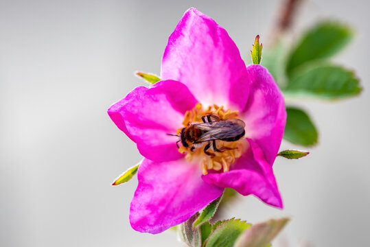bee on pink flower