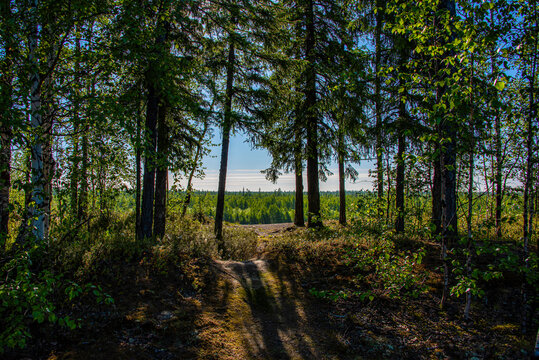 forest in the morning