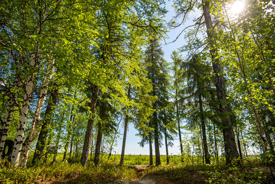 trees in the woods
