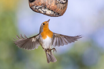 Rotkehlchen (Erithacus rubecula)