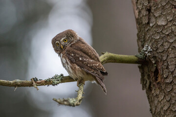 Sperlingskauz (Glaucidium passerinum)