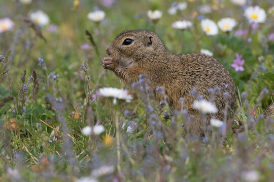 Ziesel (Citellus citellus)
