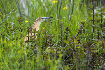 Rallenreiher (Ardeola ralloides)