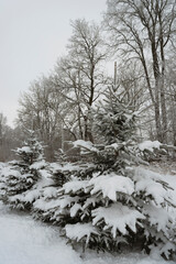 Growing spruce line in the yard in winter.