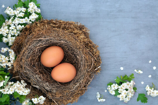 Natural organic brown eggs in a birds nest with spring hawthorn blossom. Immune system boosting highly nutritious food high in protein and omega 3. On mottled blue background. 