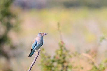 Coracias garrulus or European roller bird in wild nature