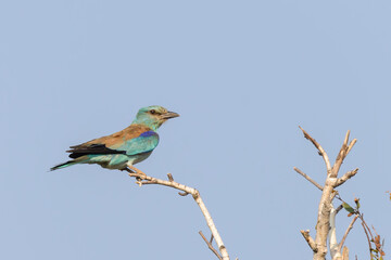 Coracias garrulus or European roller bird in wild nature