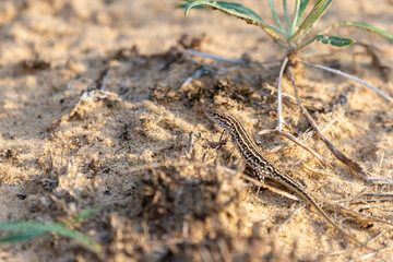 Sand lizard, male Lacerta agilis in a wild