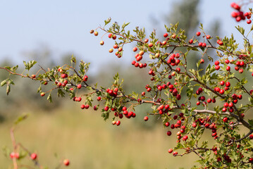 Crataegus. Red forest berries on a branch. Close-up of ripe fruits of red hawthorn with natural background. Hawthorn bush, berries in medicine, cosmetology
