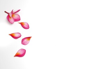 Picture of Plumeria on a white background.