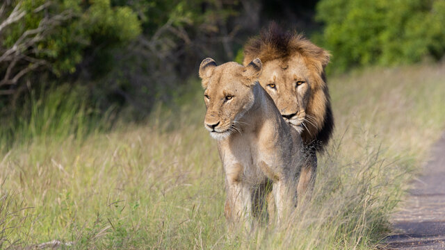 a mating pair of lions in Kruger.