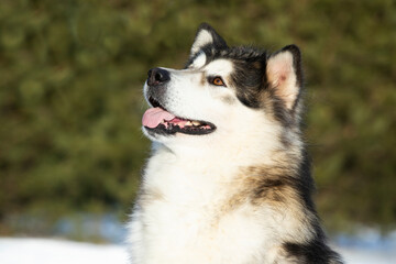 Domestic dog alaskan malamute winter portrait muzzle in snow background