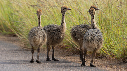 Ostrich chicks in the road © Jurgens