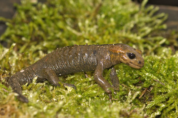 Closeup on a unique colored live-bearing Spanish fire salamander, Salamandra salamandra alfredschmidtii - obrazy, fototapety, plakaty